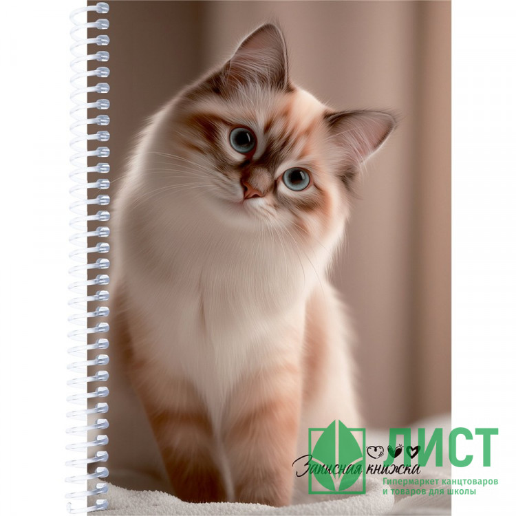 Записная книжка А5 мягкая обложка на спирали 80 листов Prof-Press Милые коты -7 арт.ЗК80-3013