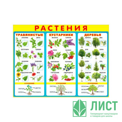 Плакат А2 &quot;Растения&quot; арт Р2-193 Плакат А2 "Растения" арт Р2-193